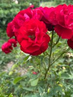 215c3e8177efd30fbd6337dd18109bf6